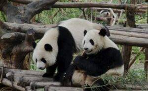 Panda-Chengdu